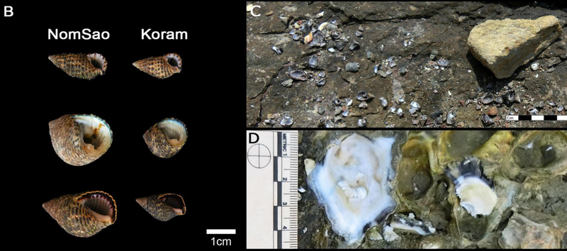 Los moluscos de las dos playas, comparados. Foto: eLife